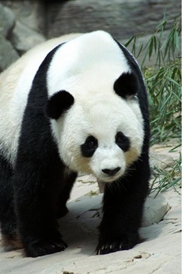 urs-panda-profil-mamifer-mare