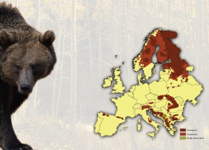 ursul-brun-in-europa-muschi-dezvoltati