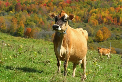 vaca-jersey-camp-iarba-proaspata