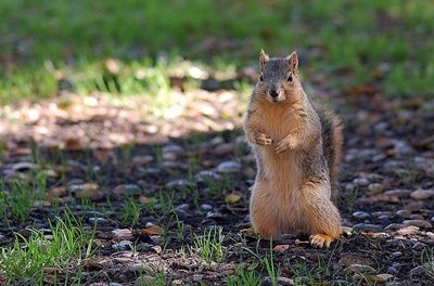 veverița 5 veverițe galbene acuitatea vizuală în timpul postului