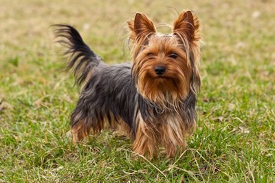 yorkshire-terrier-ingrijire-si-hrana