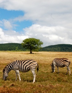 zebre-care-pasc-hipotigri
