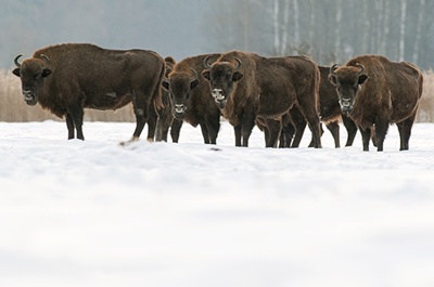 zimbru-bison-bonasus